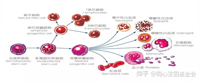 Q&A - 真性红细胞增多症多久会转变为骨髓纤维化？如何面对？