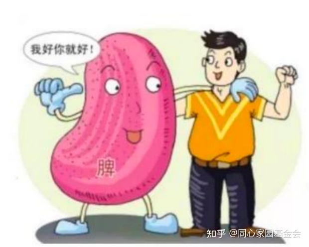 科普时间 | 脾脏“大”不如前，到底是谁惹的祸