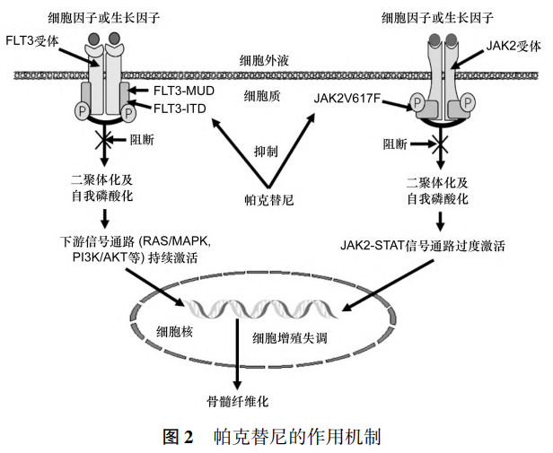 药物介绍｜帕克替尼，J家族新成员