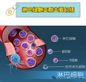 认识检查 | 淋巴细胞亚群